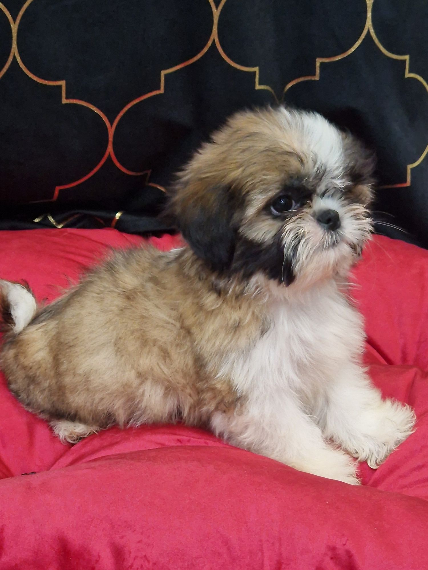 Sprzedam pieska Shih tzu