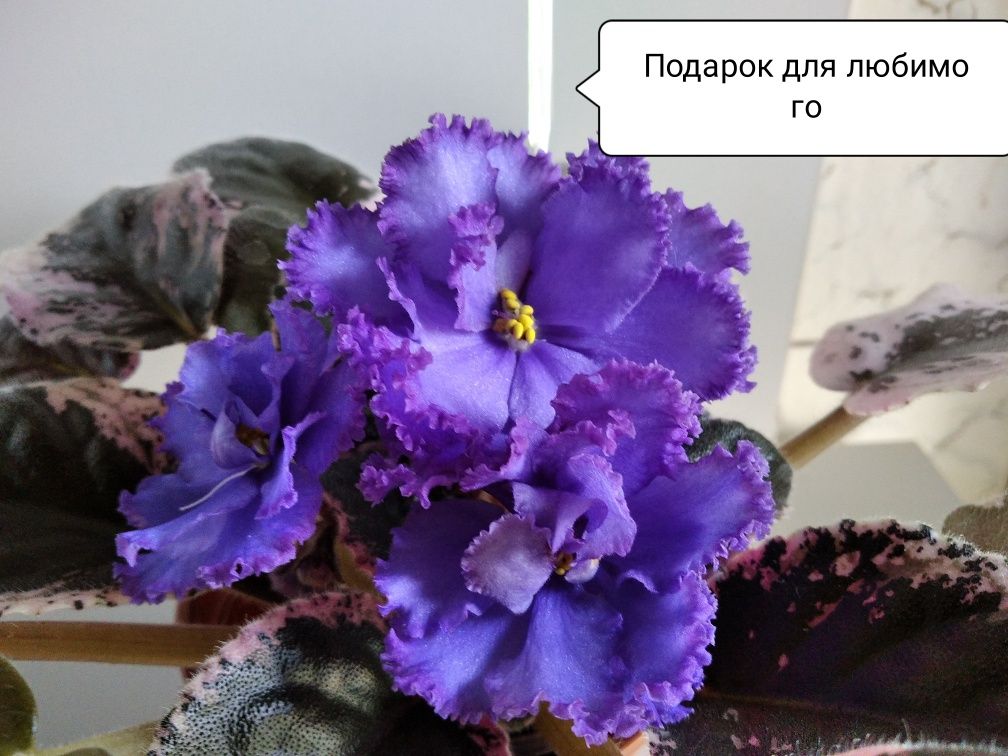 Фиалки листочки детки стартеры