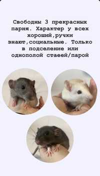 Контактные ручные крысята дамбо и стандарт из питомника