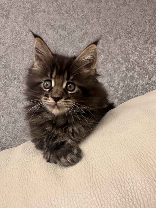 Котик хлопчик Мейн кун