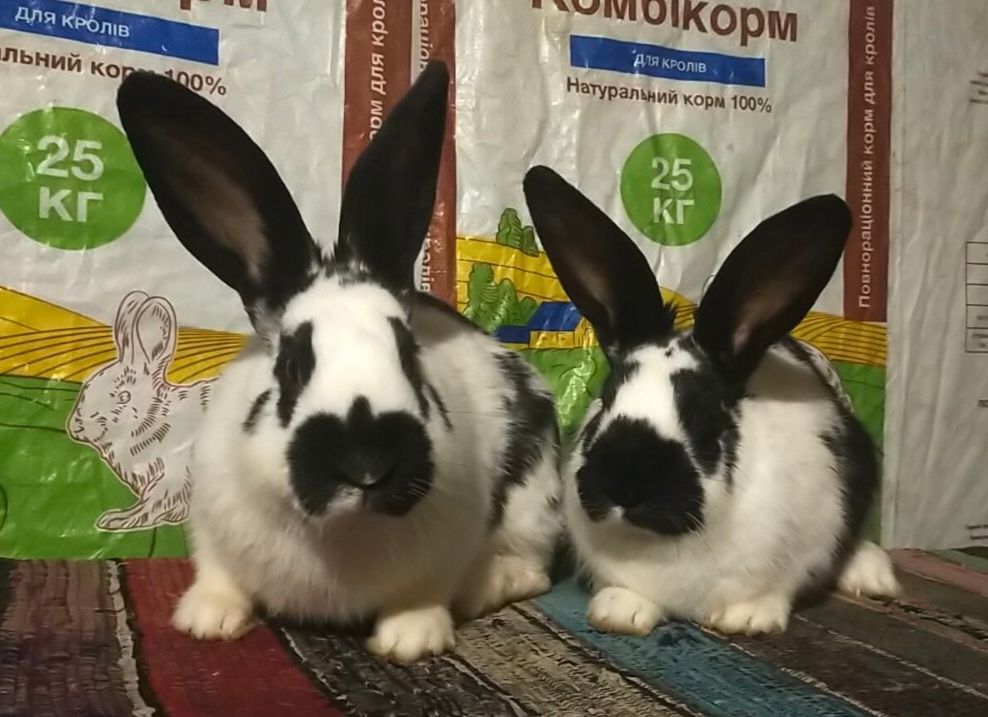 Кролі . Молоді кролиці Німецького строкача вік 4,5 міс.