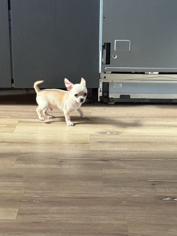 Chlopiec chihuahua beżowy Cywil