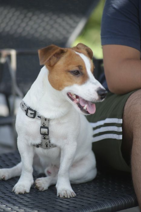 Кобель Джек рассел терьер