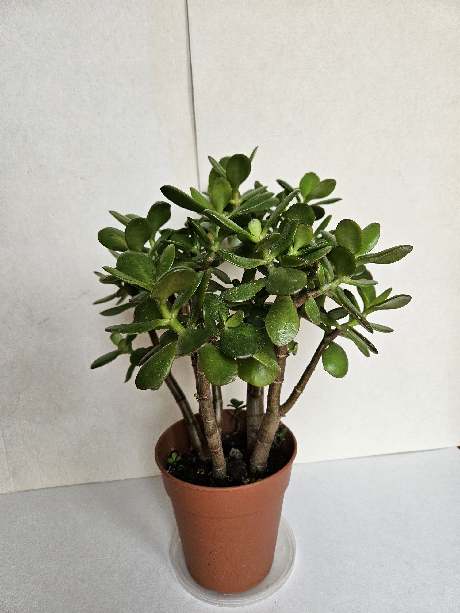 Suculenta Planta Jade Vaso 12 cm