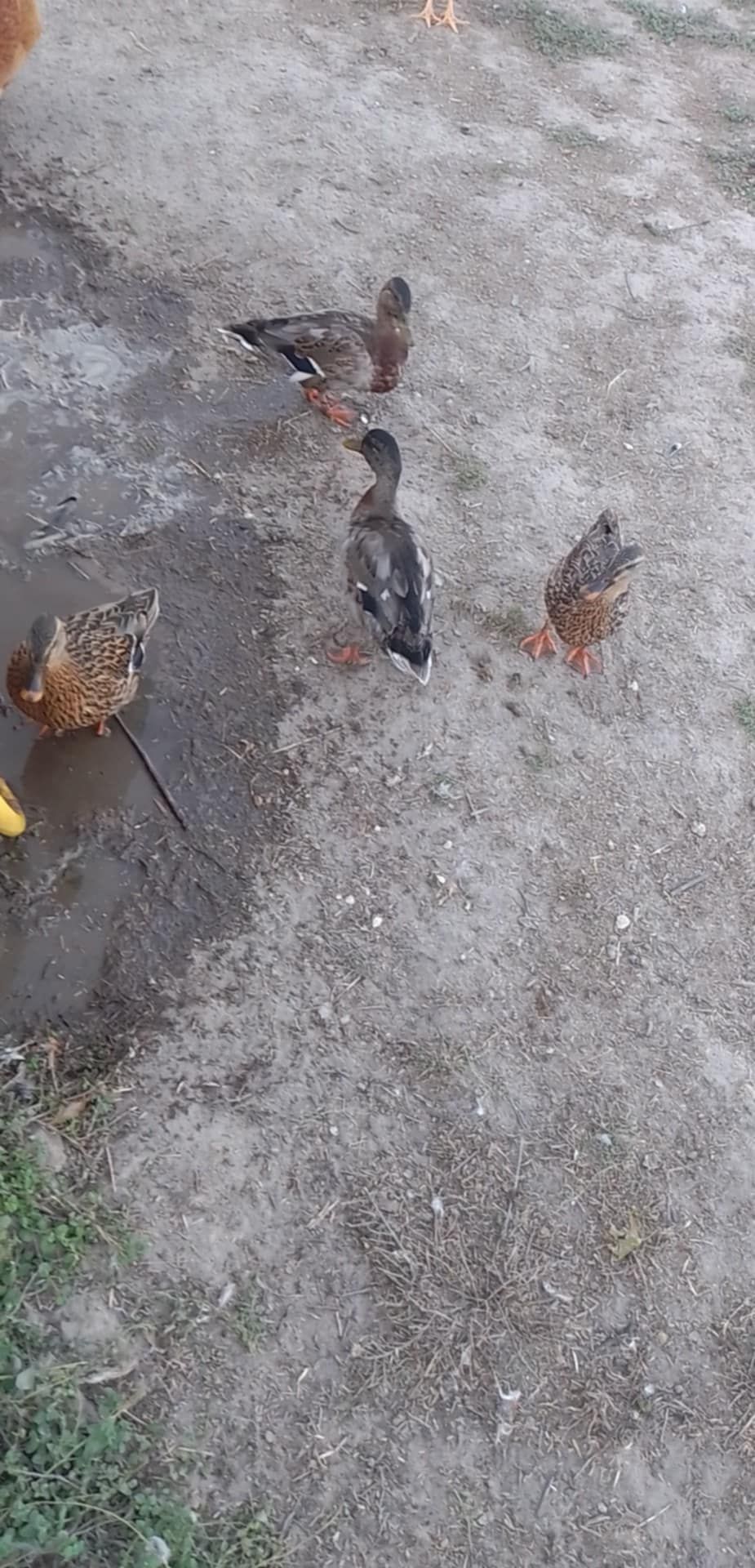 Patos Real para ceder
