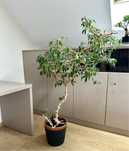 Ficus bonsai drzewko, wiek około 20lat fikus