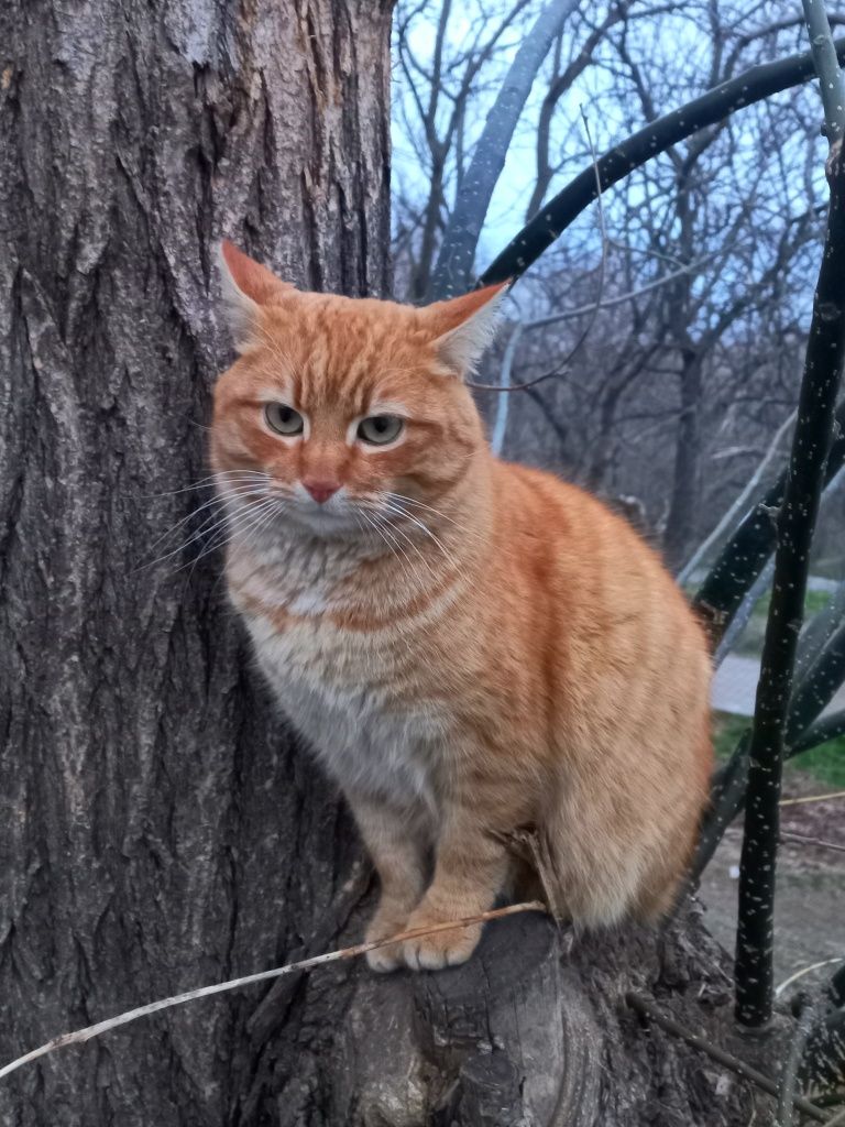 Солнечный котик Тайсон!