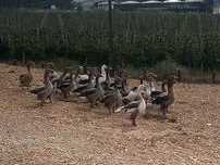 Patos-Ganso Adultos