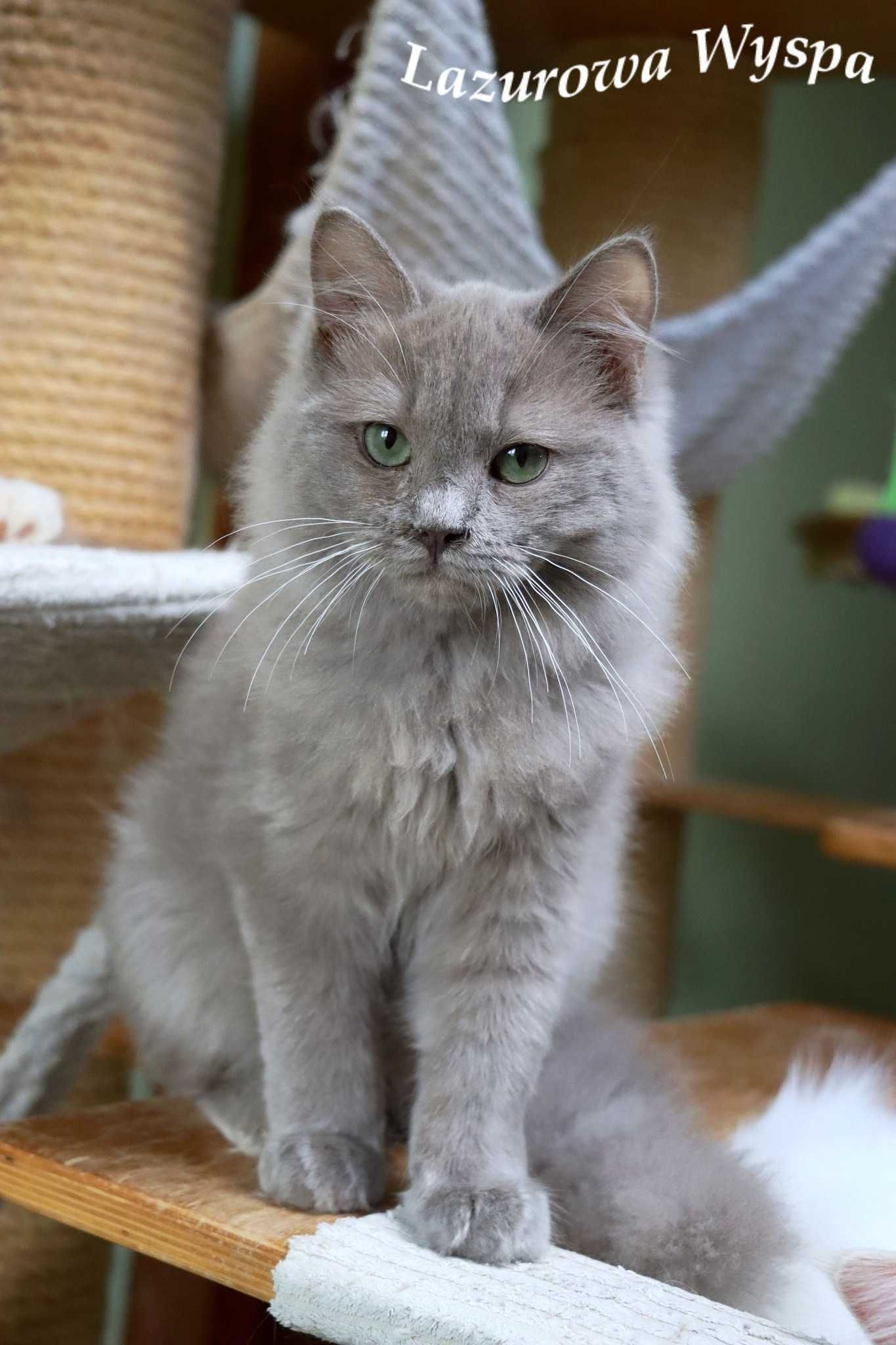 Syriusz ragdoll mink/solid błękitny chłopiec