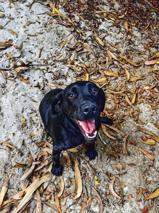 Adota.nos (cães para adoção responsável)