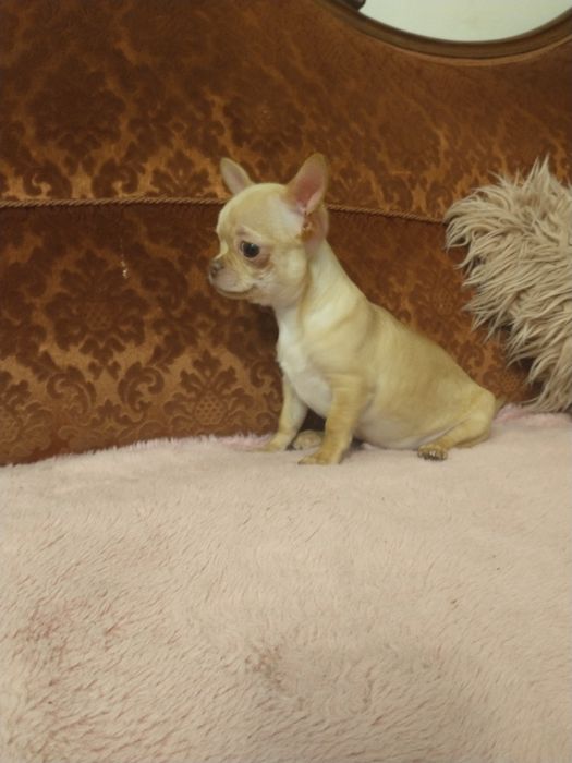 Chihuahua piekny chłopak