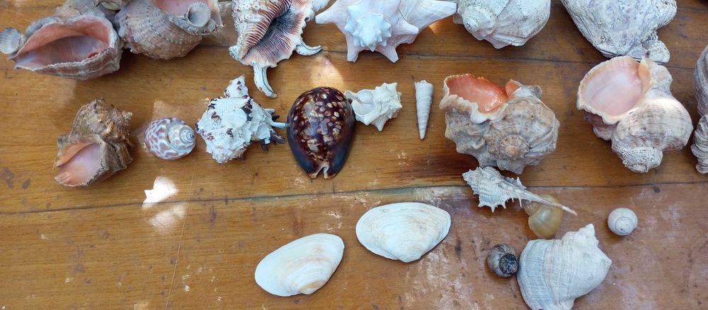 Ракушки черепашки морские Торг