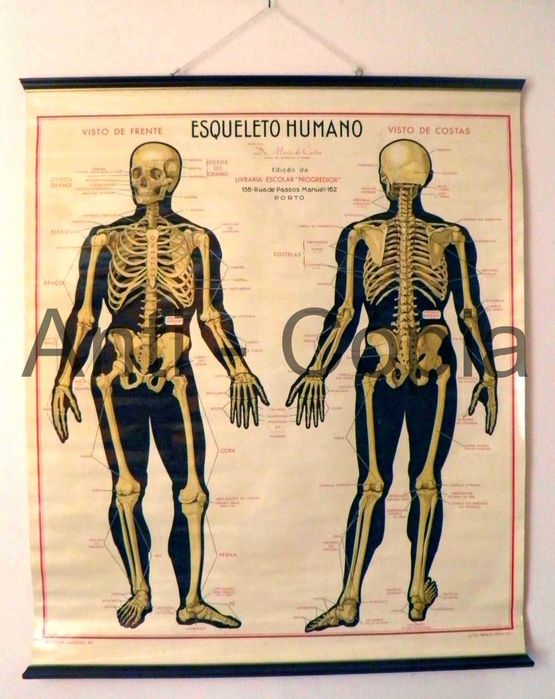 Mapa - Esqueleto Humano - Antigo