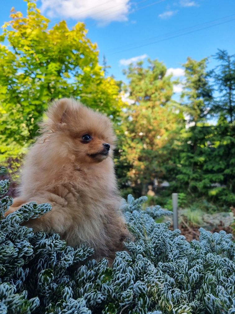 Malenstwo XXS Miniaturka BILLY piesek szpic miniaturowy pomeranian Uni