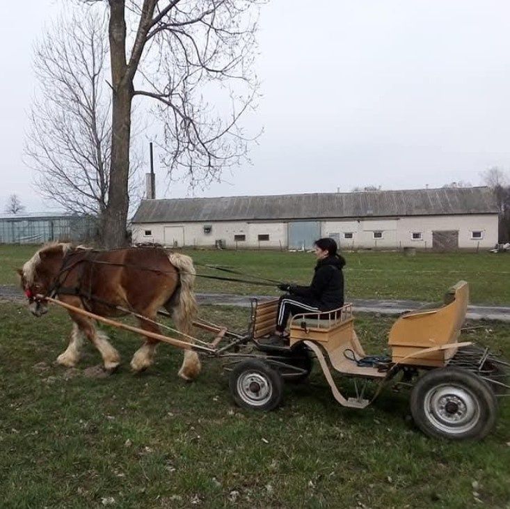 Wolant, bryczka konna
