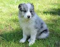 Border Collie, Piesek z Rodowodem ZKwP/FCI