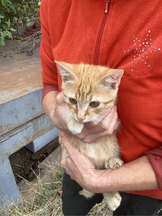 Рудий котик в добрі руки