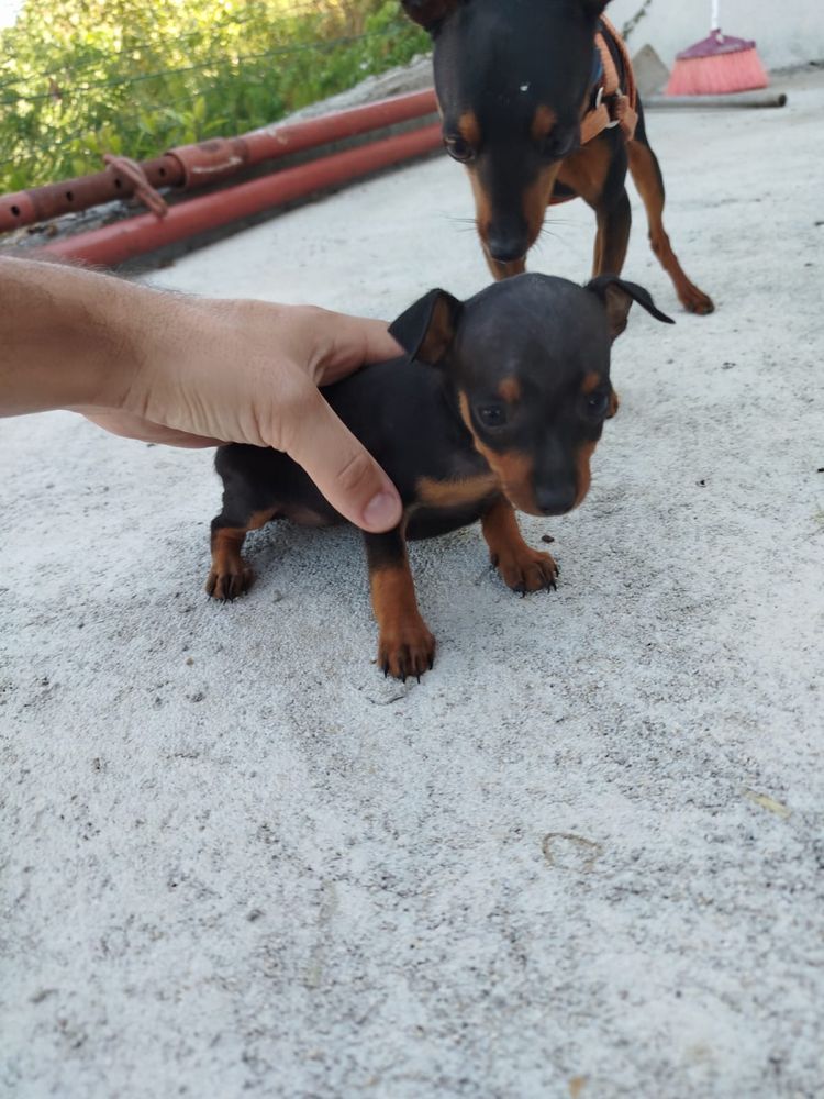 Pinscher mini femea