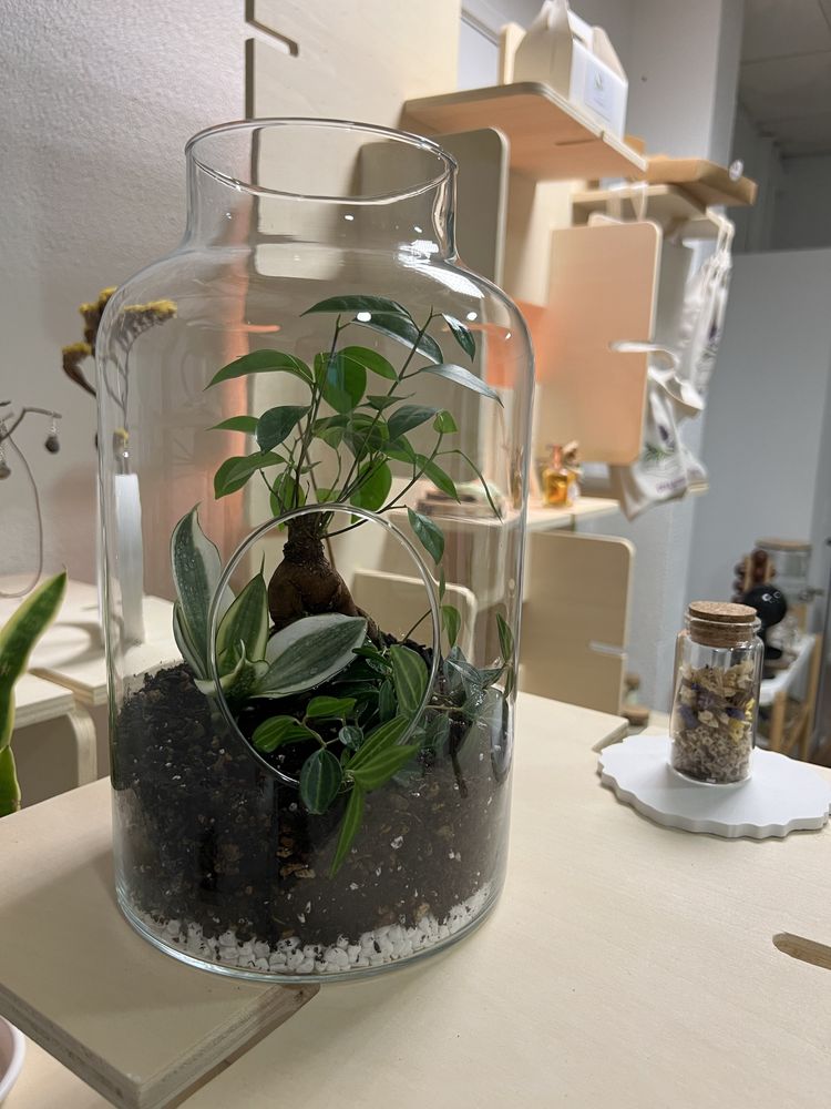 Terrário aberto com bonsai ginseng