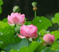Flor de Lotus em Vaso