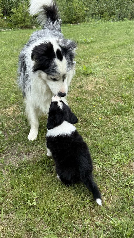Border Collie - Leśna Polana