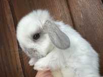 Mini lop zarejestrowana hodowla