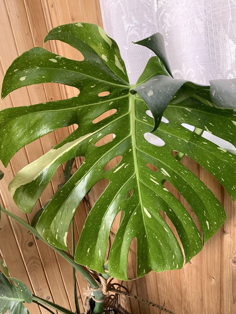 Monstera Thai Constellation