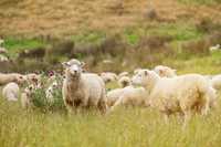 Vende-se ovelhas no Alentejo