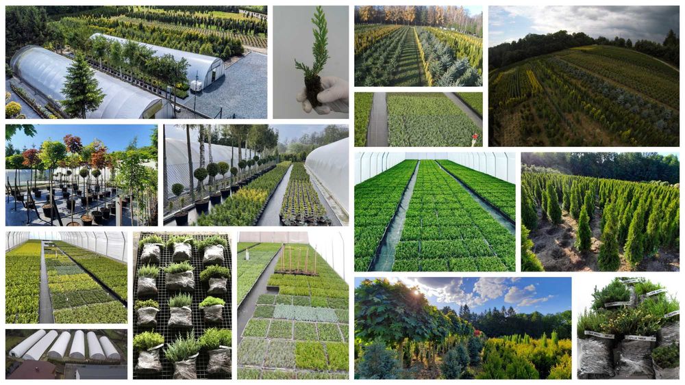 TUJA SZMARAGD THUJA SMARAGD sadzonki 1000szt/1szt - 0,55gr PROMOCJIA!!
