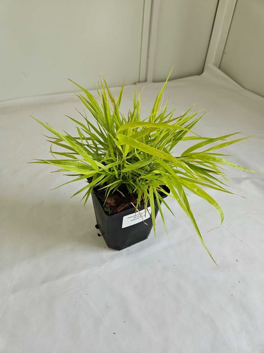Hakonechloa macra Greenhills 30 cm – ozdobna trawa cieniolubna C2