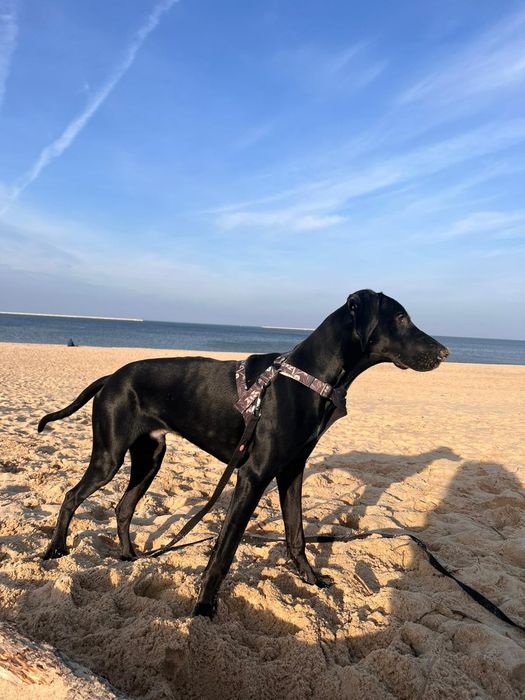 MILO szuka nowego domu