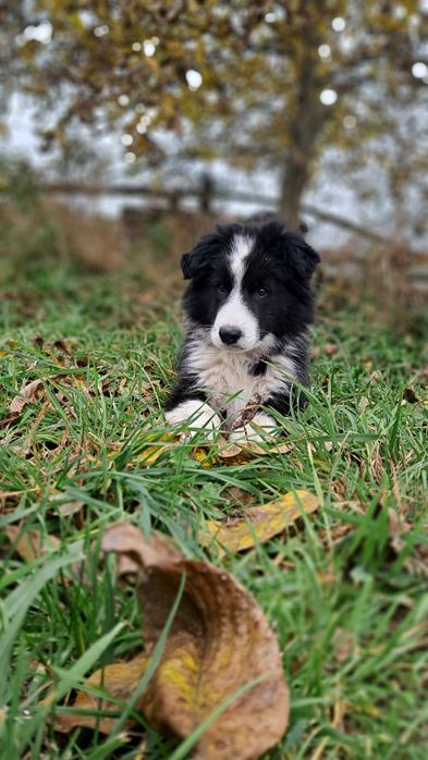 Border Collie piesek.