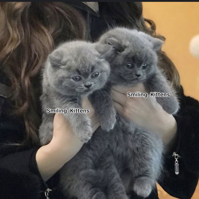 Бомбезні котусики від елітних батьків