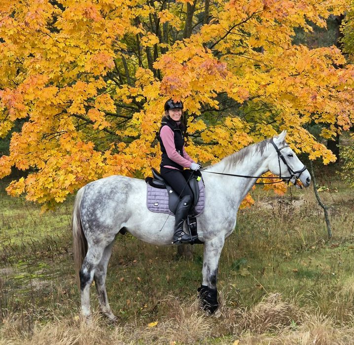 Wałach, pełna krew angielska