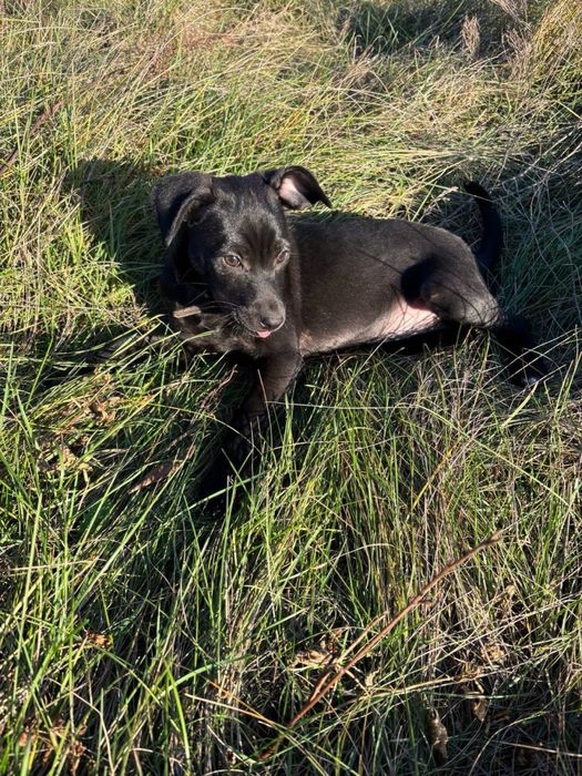 Чотири цуцики (1 хлопчик та 3 дівчинки)