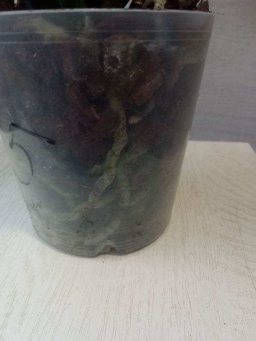 Орхідея фаленопсис