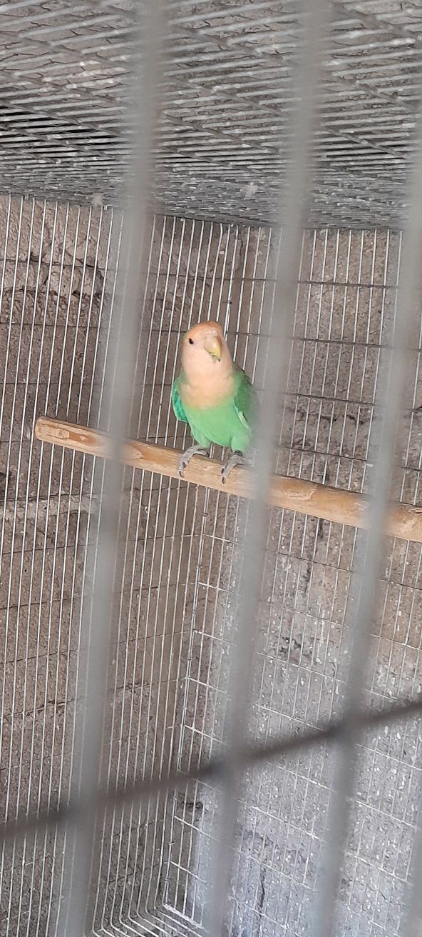 Agapornis longfeather