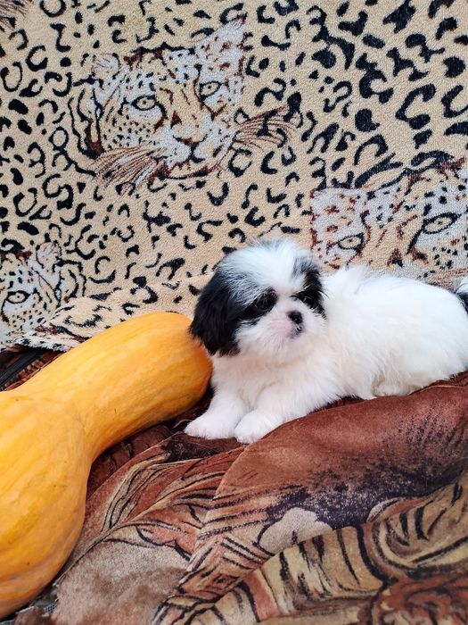 Дівчинка шит цу чекає господаря