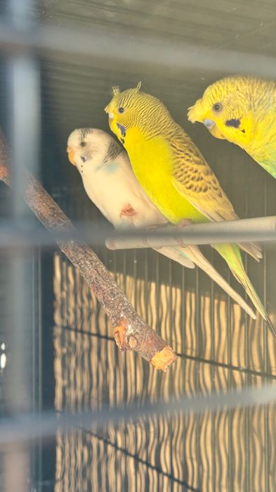 Lote 8 periquitos