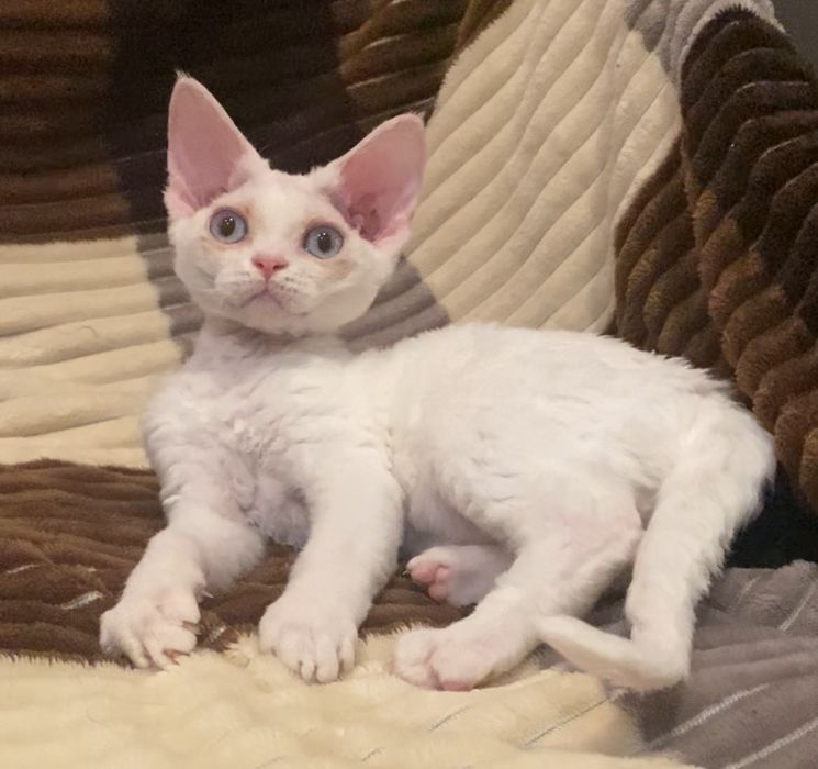 Девон рекс мальчики