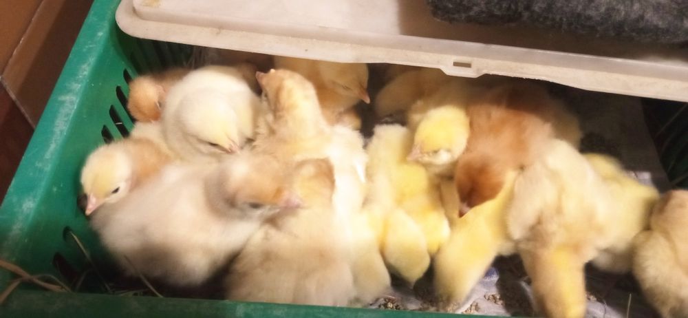 Продаю курчата, качки,гуси,індики