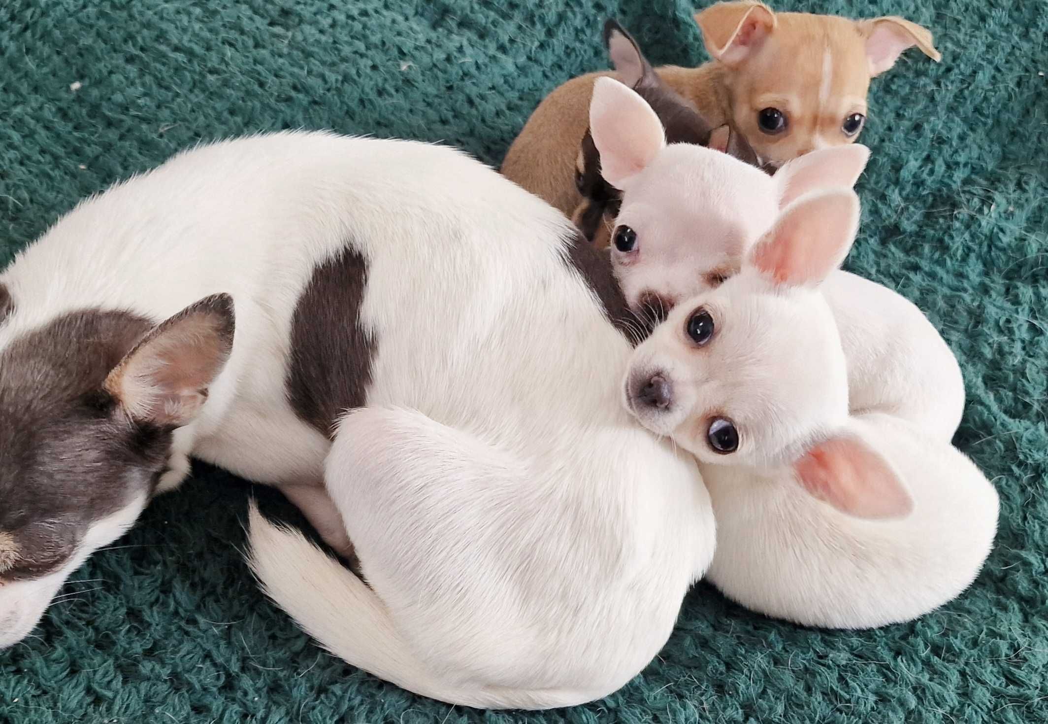 Ultra mini szczeniaczek XXS Chihuahua z rodowodem