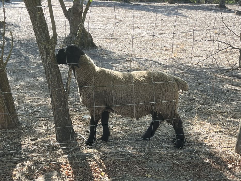 Suffolk linha Inglesa