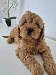 Suczka Cavapoo F1 Cavoodle Cavalier & Pudel