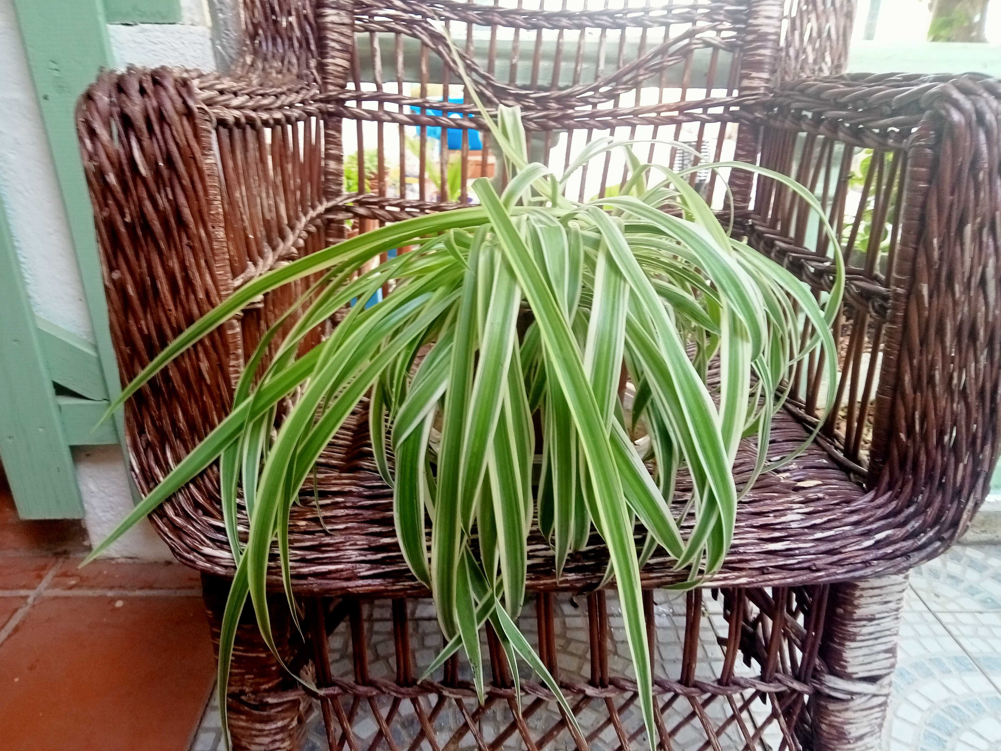 Clorofito - Clorophytum comosum