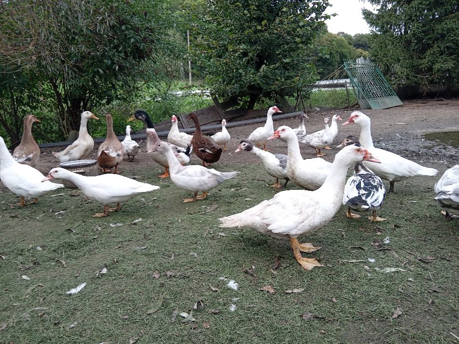 Jaja lęgowe kaczek staropolskich i dworek