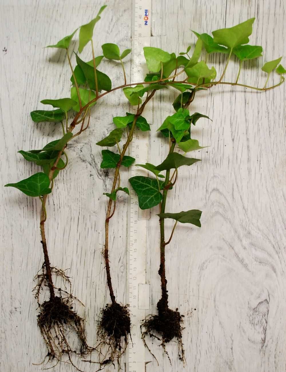 Bluszcz Pospolity 'Atropurpurea' - Hedera Helix (18)