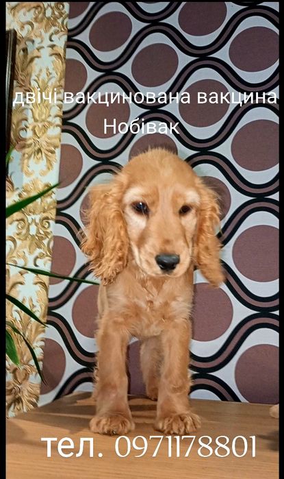 вакцини Нобівак міжнародний з Держпродспоживслужби  паспорт