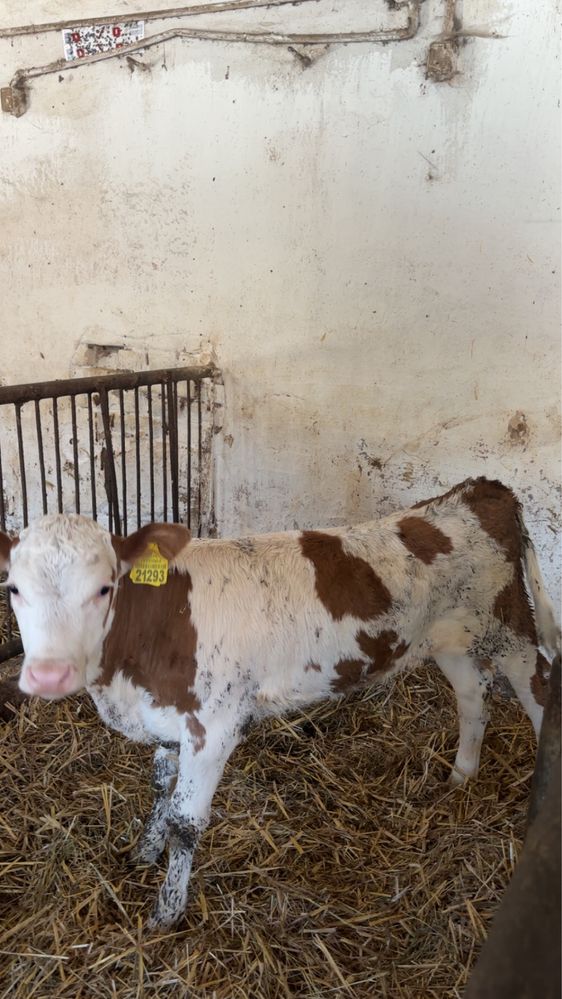 Jałówki mięsne simental limousene 105-115 kg. Żarłak odsadek