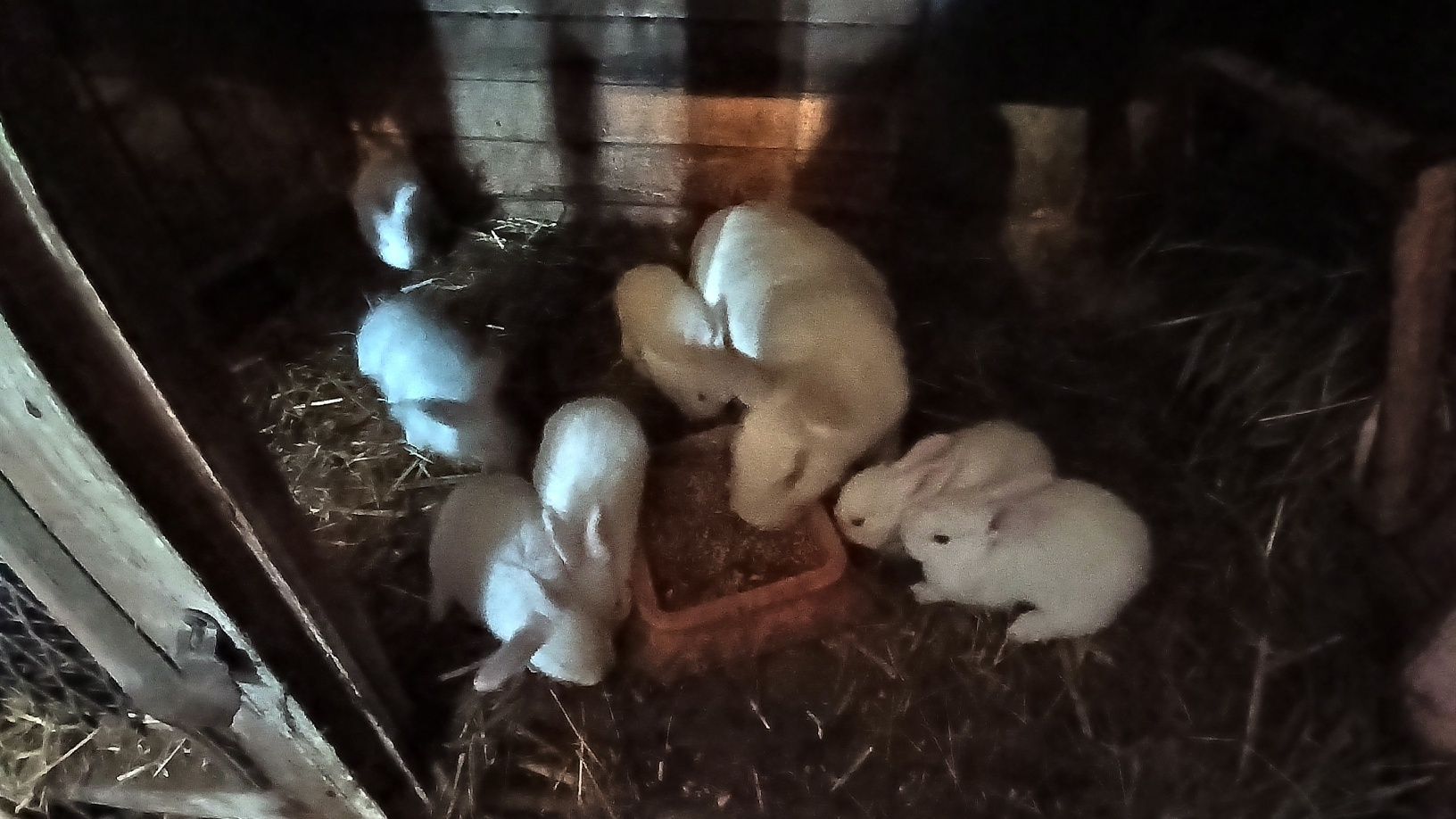 Królik, króliki termondzkie białe ,tb ,młode